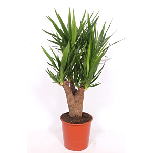 Yucca elephantipes