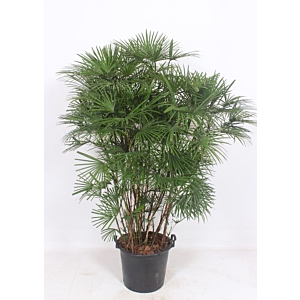 Rhapis Humilis