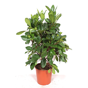 Ficus Cyathistipula