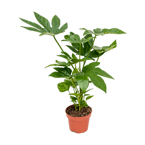 Goedkope kamerplant, Fatsia Japonica