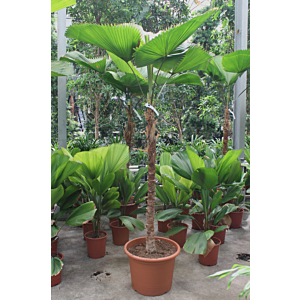 Licuala Grandis