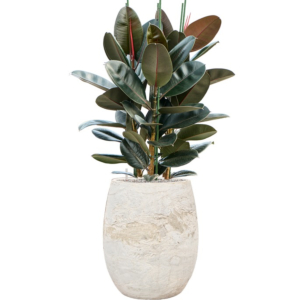 ficus in algar pot wit