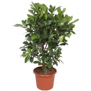 Ficus Cyathistipula groen op kantoor