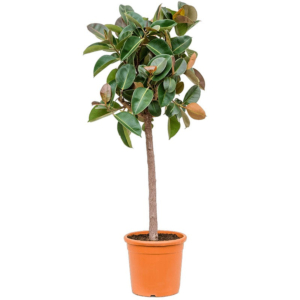 Ficus elastica Robusta boom kamerplant