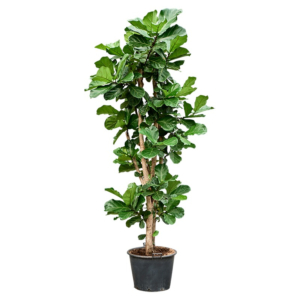 grote boom voor binnen