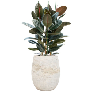 ficus in algar pot wit