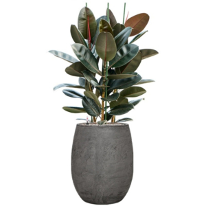 Ficus in grijze algar sierpot