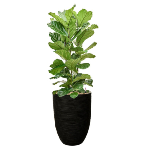 ficus in plantenbak capi goud