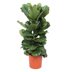 Ficus Lyrata