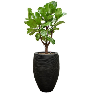 capi ficus lyrata zwarte pot