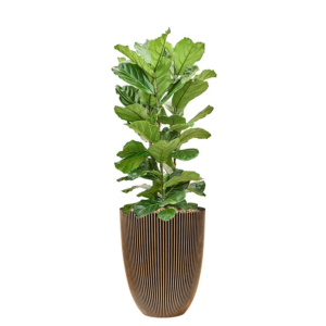 Ficus in Capi (4x/jaar water)