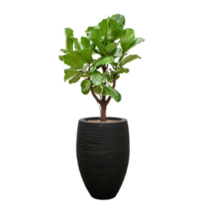 capi ficus lyrata zwarte pot
