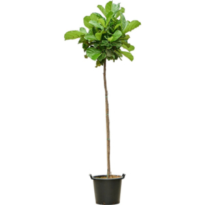 Ficus lyrata met stam op kantoor
