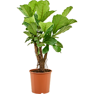 Ficus Lyrata vertakte tabaksplant