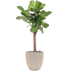 Ficus lyrata stam in sierpot p34