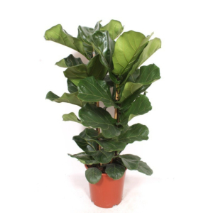 ficus lyrata tabaksplant 2 toeven