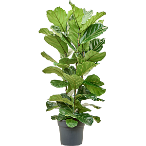 Ficus Lyrata tabaksplant