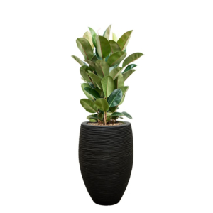 capi met ficus robusta zwart