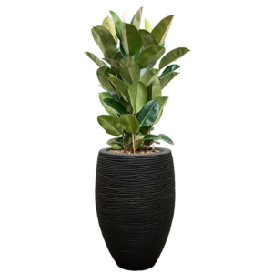 Ficus plant in zwarte hoge pot