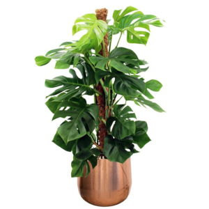 gatenplant in koperkleur pot