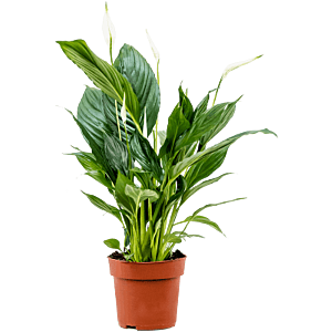 Goedkope kamerplant - lepelplant