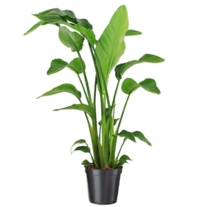 goedkope strelitzia plant 140cm