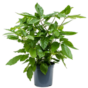 groen kantoorplant Schefflera amate