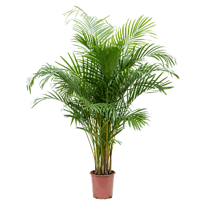 Grote areca palm