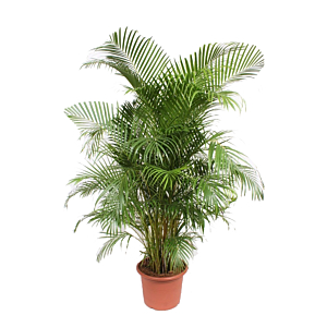 Grote areca palm