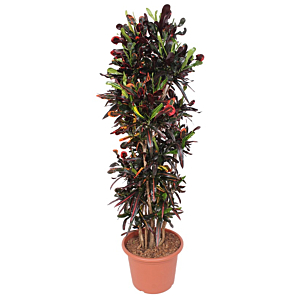 grote croton mammi