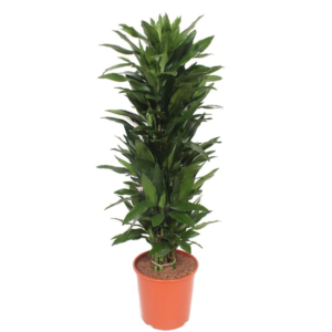 Dracaena Janet Lind