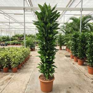 Dracaena Janet Lind