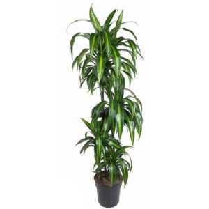 grote dracaena kamerplant p27