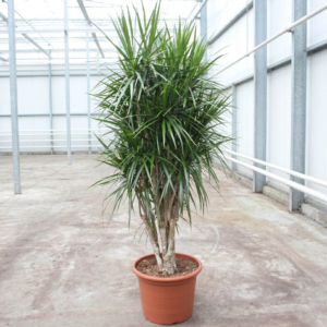Dracaena marginata