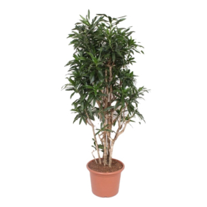 grote dracaena reflexa