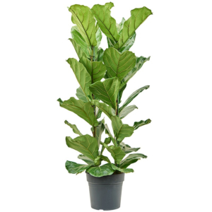 grote lyrata kamerplant