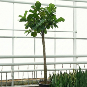 grote Ficus lyrata rechte stam