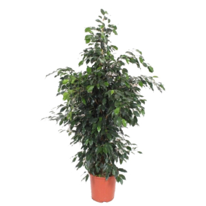 grote kamerplant met kleine blaadjes