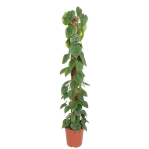 Philodendron scandens
