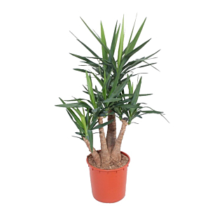 grote kantoorplant yucca