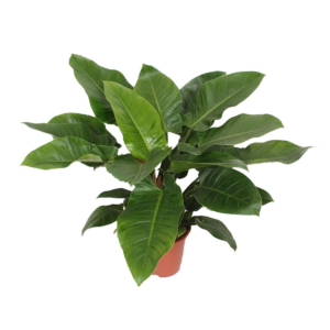 grote philodendron