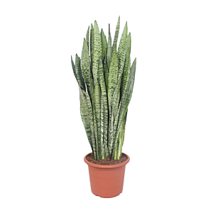 Grote sansevieria