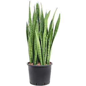Grote Sansevieria Zeylanica makkelijk te onderhouden