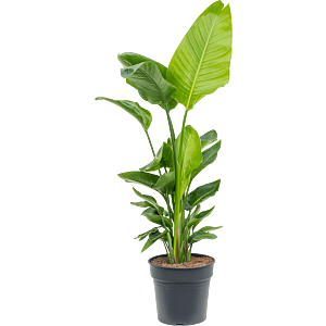 Grote strelitzia nicolai voor een plek op kantoor bij het raam