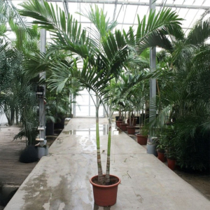 Veitchia merrillii grote kantoorpalm
