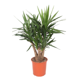 grote yucca plant voor binnen
