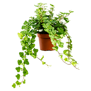 Hedera Helix Wonder - goedkope kamerplant