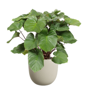 Homalomena plant Maggy in pot