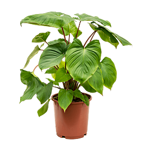 Homalomena sfeervolle kamerplant