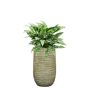 Aglaonema Maria in bloempot (4x/jaar water)